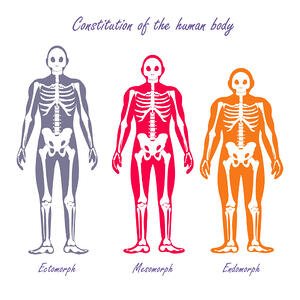 Bone structure of ectomorph, mesomorph and endomorph body types.