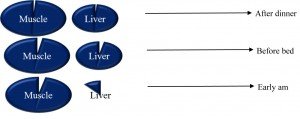 Figure 1: Changes in muscle and liver glycogen overnight