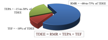 Chart that shows TDEE formula